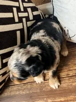 Sterling Toy , a male Toy Australian Shepherd and Miniature Aussiedoodle for sale in Spring Hill, FL – 7 of 10