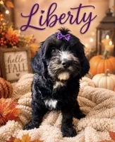 Liberty, a female Miniature Bernedoodle for sale in Spring Hill, FL – 2 of 10