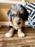 Sterling (Toy), a male Miniature Aussiedoodle for sale in Spring Hill, FL – 8 of 10