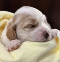 Emmett, a male Cavapoo for sale in Spring Hill, FL – 6 of 10