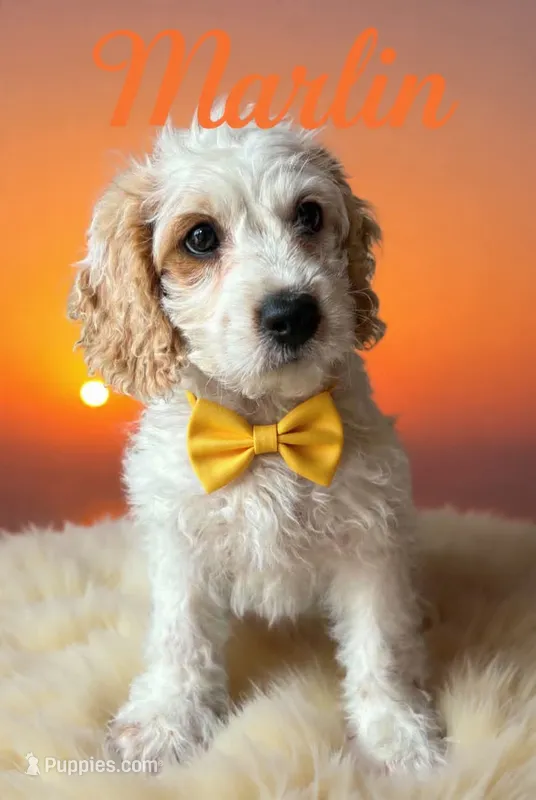 Marlin – Cockapoo puppy for sale in Spring Hill, FL