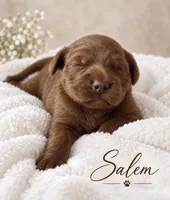 Salem , a female Miniature Goldendoodle for sale in Spring Hill, FL – 2 of 10