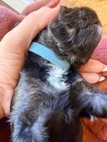 Jackson, a male Miniature Bernedoodle for sale in Spring Hill, FL – 4 of 10