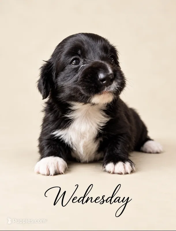 Wednesday  – Miniature Dachshund puppy for sale in Spring Hill, FL