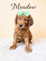 Meadow, a female Goldendoodle and Miniature Goldendoodle for sale in Spring Hill, FL – 3 of 10