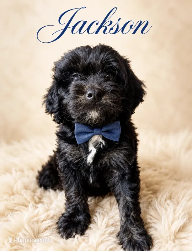 Jackson – Miniature Bernedoodle puppy for sale in Spring Hill, FL