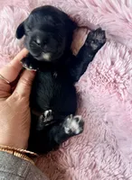 Luna (yellow), a female Miniature Bernedoodle and Miniature Aussiedoodle for sale in Spring Hill, FL – 3 of 9