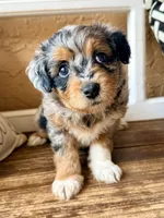 Skye- Tiny Toy , a female Miniature Aussiedoodle for sale in Spring Hill, FL – 4 of 10