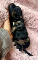 Lyra, a female Miniature Bernedoodle and Miniature Aussiedoodle for sale in Spring Hill, FL – 3 of 10