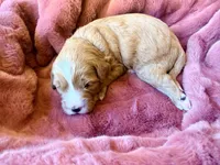 Truman, a male Miniature Bernedoodle for sale in Spring Hill, FL – 7 of 10