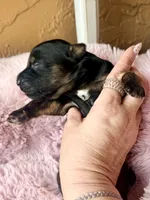 Lyra, a female Miniature Bernedoodle and Miniature Aussiedoodle for sale in Spring Hill, FL – 4 of 10