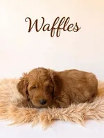 Waffles, a male Goldendoodle for sale in Spring Hill, FL – 6 of 10