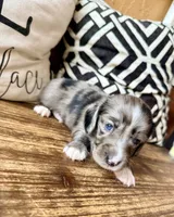Gomez-Blue eyes, a male Miniature Dachshund for sale in Spring Hill, FL – 4 of 10