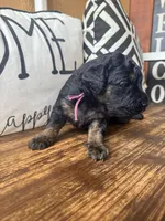 Vega, a female Miniature Bernedoodle and Miniature Aussiedoodle for sale in Spring Hill, FL – 7 of 7