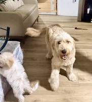 Macy, a female Goldendoodle for sale in Port Richey, FL – Photo 7 of 7