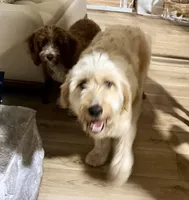 Macy, a female Goldendoodle for sale in Port Richey, FL – Photo 6 of 7