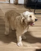 Macy, a female Goldendoodle for sale in Port Richey, FL – Photo 5 of 7