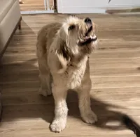 Macy, a female Goldendoodle for sale in Port Richey, FL – Photo 2 of 7