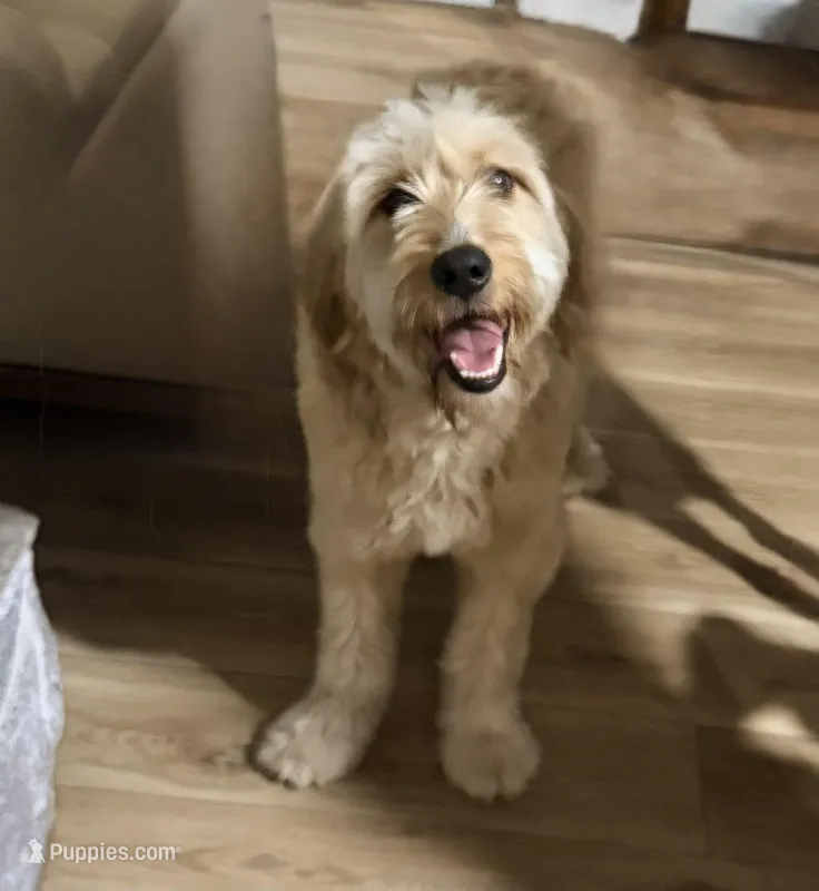 Macy – Goldendoodle puppy for sale in Port Richey, FL