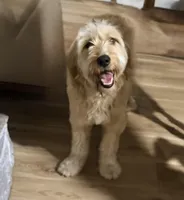 Macy, a female Goldendoodle for sale in Port Richey, FL – Photo 1 of 7