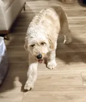 Macy, a female Goldendoodle for sale in Port Richey, FL – Photo 4 of 7