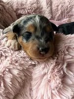 Skye, a female Toy Australian Shepherd and Miniature Aussiedoodle for sale in Spring Hill, FL – 2 of 10