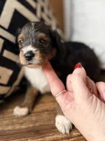 Sable. (Toy), a female Toy Australian Shepherd and Miniature Aussiedoodle for sale in Spring Hill, FL – 2 of 10