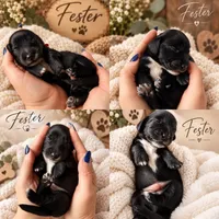 Fester , a male Miniature Dachshund for sale in Spring Hill, FL – 3 of 10