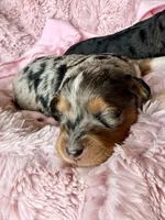 Skye, a female Toy Australian Shepherd and Miniature Aussiedoodle for sale in Spring Hill, FL – 3 of 10