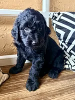 Raven , a female Miniature Bernedoodle and Miniature Aussiedoodle for sale in Spring Hill, FL – 5 of 9