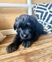 Luna (yellow), a female Miniature Bernedoodle and Miniature Aussiedoodle for sale in Spring Hill, FL – 8 of 10