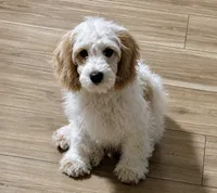 Marlin, a male Cockapoo and Cocker Spaniel for sale in Spring Hill, FL – 3 of 8
