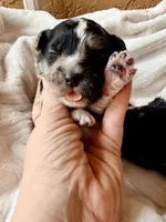 Slate , a male Toy Australian Shepherd and Miniature Aussiedoodle for sale in Spring Hill, FL – 3 of 10