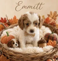 Emmett (Tiny) , a male Cavapoo for sale in Spring Hill, FL – 4 of 10