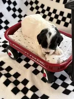 Ethan , a male Cavapoo for sale in Spring Hill, FL – 8 of 10