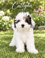 Catlynn Yellow, a female Miniature Bernedoodle and Miniature Goldendoodle for sale in Spring Hill, FL – 3 of 10