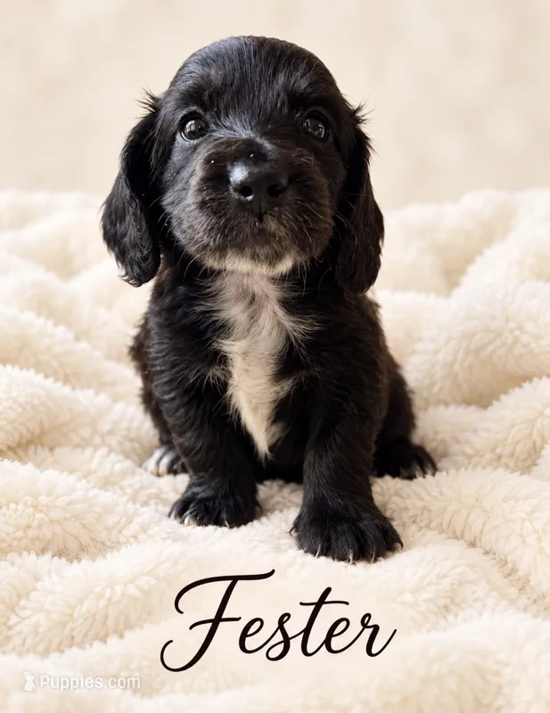 Fester  – Miniature Dachshund puppy for sale in Spring Hill, FL
