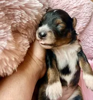 Sable , a female Poodle - Toy  and Toy Australian Shepherd for sale in Spring Hill, FL – 8 of 10