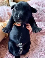 Selene (purple) , a female Miniature Bernedoodle and Miniature Aussiedoodle for sale in Spring Hill, FL – 9 of 10