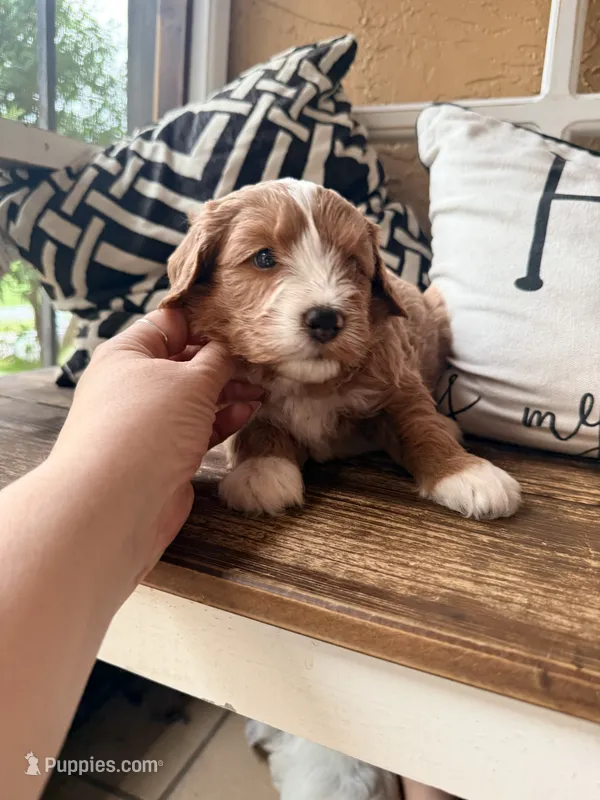 Blue collar – Poodle - Toy , Miniature Goldendoodle puppy for sale in Spring Hill, FL