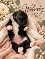Wednesday , a female Miniature Dachshund for sale in Spring Hill, FL – 6 of 10