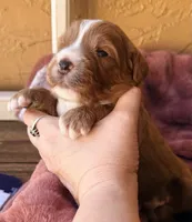 Truman, a male Miniature Bernedoodle for sale in Spring Hill, FL – 1 of 10