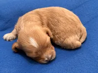 Ezra, a male Cavapoo for sale in Spring Hill, FL – 2 of 10