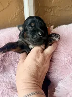 Lyra, a female Miniature Bernedoodle and Miniature Aussiedoodle for sale in Spring Hill, FL – 9 of 10