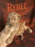 Rebel, a male Miniature Goldendoodle for sale in Spring Hill, FL – 4 of 4