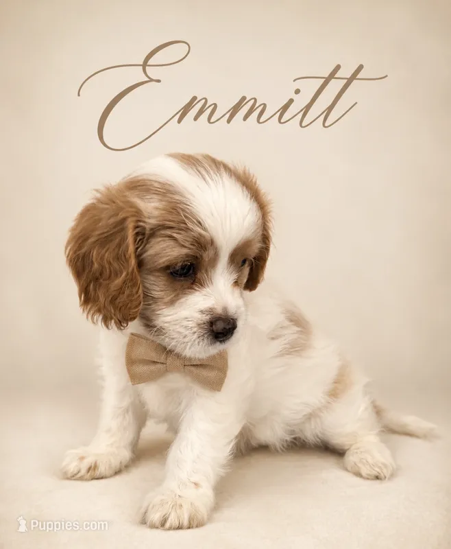 Emmett – Cavapoo puppy for sale in Spring Hill, FL
