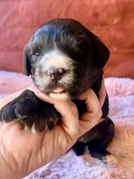 Liberty, a female Miniature Bernedoodle for sale in Spring Hill, FL – 5 of 10