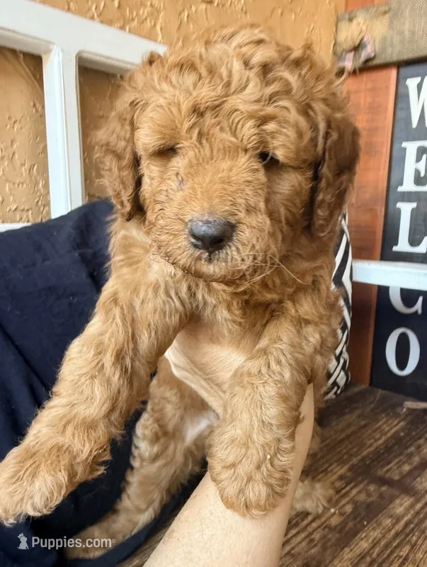 Blossom  – Goldendoodle puppy for sale in Spring Hill, FL