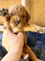 Teddy, a male Miniature Bernedoodle for sale in Spring Hill, FL – 2 of 10