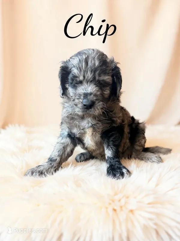 Chip  – Goldendoodle puppy for sale in Spring Hill, FL